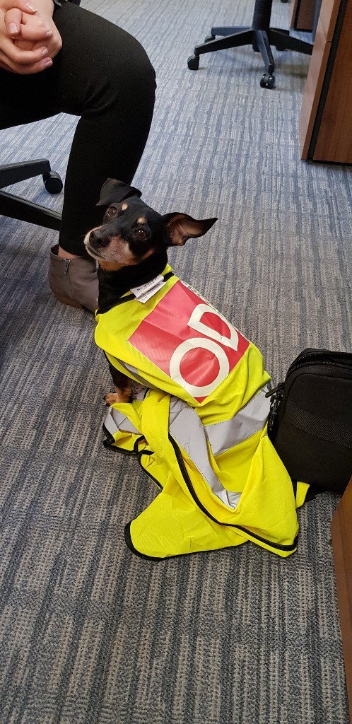ODProjectsLtd's tweet photo. Health &amp; Safety is Key.......

#health #safety #officedog #humpday https://t.co/jRR8l3wsJR