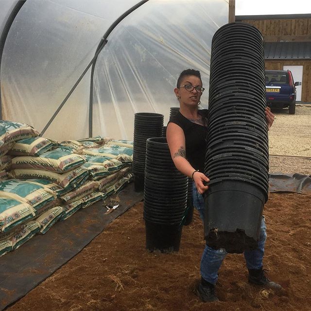 PricesSpices's tweet image. Great to have a lot of #help from the CANNA TEAM at the #chillifarm today! Whilst the boys had lunch we made @monkeychoo do the #hardwork 😂 #farmlife #cannauk #chilli #growing #girlsatwork #muscle #graft 🙏 ift.tt/2CPDV1y