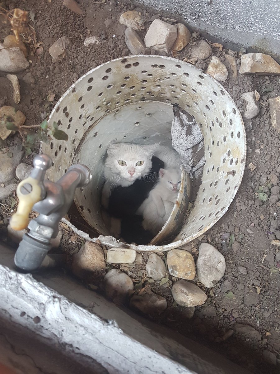 Ella es Nube una gata callejera super agresiva que rescaté de una alcantarilla hace 4 meses junto a sus 3 hijas.
Hoy es mi mejor amiga y me acompaña todos los días en mi oficina.
Los peligrosos somos los seres humanos.
