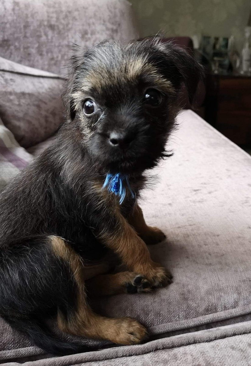 alanweightman's tweet photo. Calm down people #brexit #brexitstorm #BrexitCrisis #LabourParty #ConservativeParty #Government @Weightman93 @StuartMaconie 
Share this puppy. https://t.co/yCJGQ7ndkE