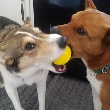 1LegUpPets's tweet photo. Sharing is caring!
Love, Isla and Crouton
https://t.co/QgC8cidFEH

 #dogsofinstagram #dogtoys #onelegup #dogtoys #madeinusa #EriePA https://t.co/bvRWgZgmjX