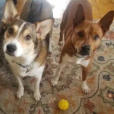 1LegUpPets's tweet photo. Sharing is caring!
Love, Isla and Crouton
https://t.co/QgC8cidFEH

 #dogsofinstagram #dogtoys #onelegup #dogtoys #madeinusa #EriePA https://t.co/bvRWgZgmjX