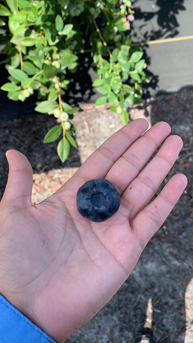 IvonedeBem's tweet photo. Would you like blueberries bigger than a quarter ($0.25)? @BBerryBreeding @blueberry_fl https://t.co/po1Yul71zV