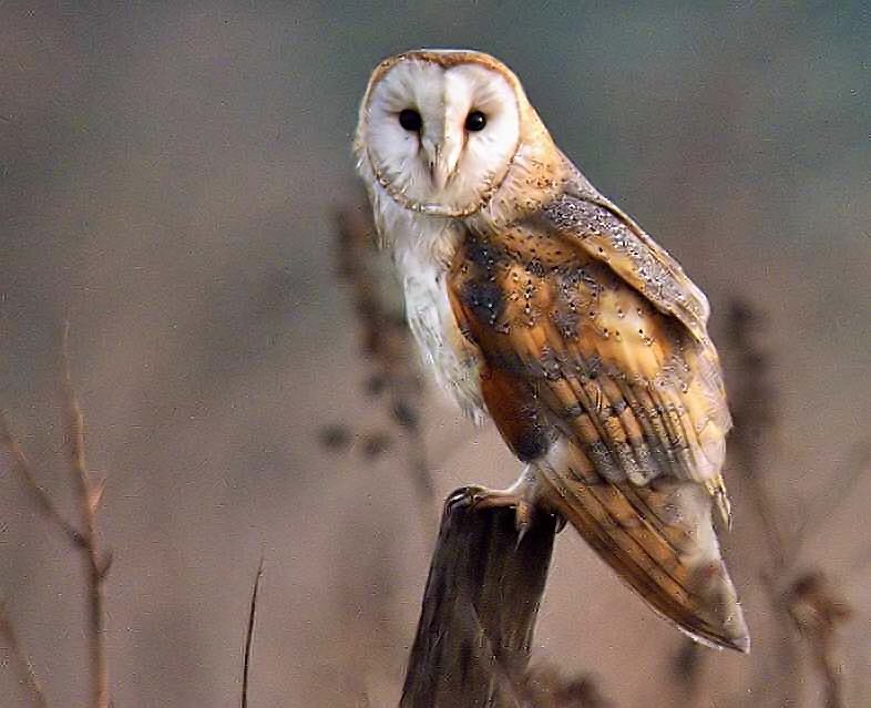 Barry Woodhouse On Twitter Female Barn Owl Local Patch 03 04 19