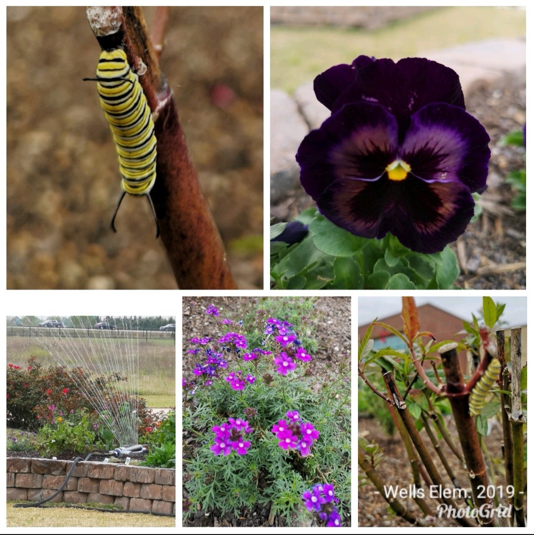 @readygrowgarden @CyFairCFisher
Never underestimate the magical moments to be found in the Wells Elementary garden!
#explorewells #gardenenchantment #gardenday #wellsvips #volunteer