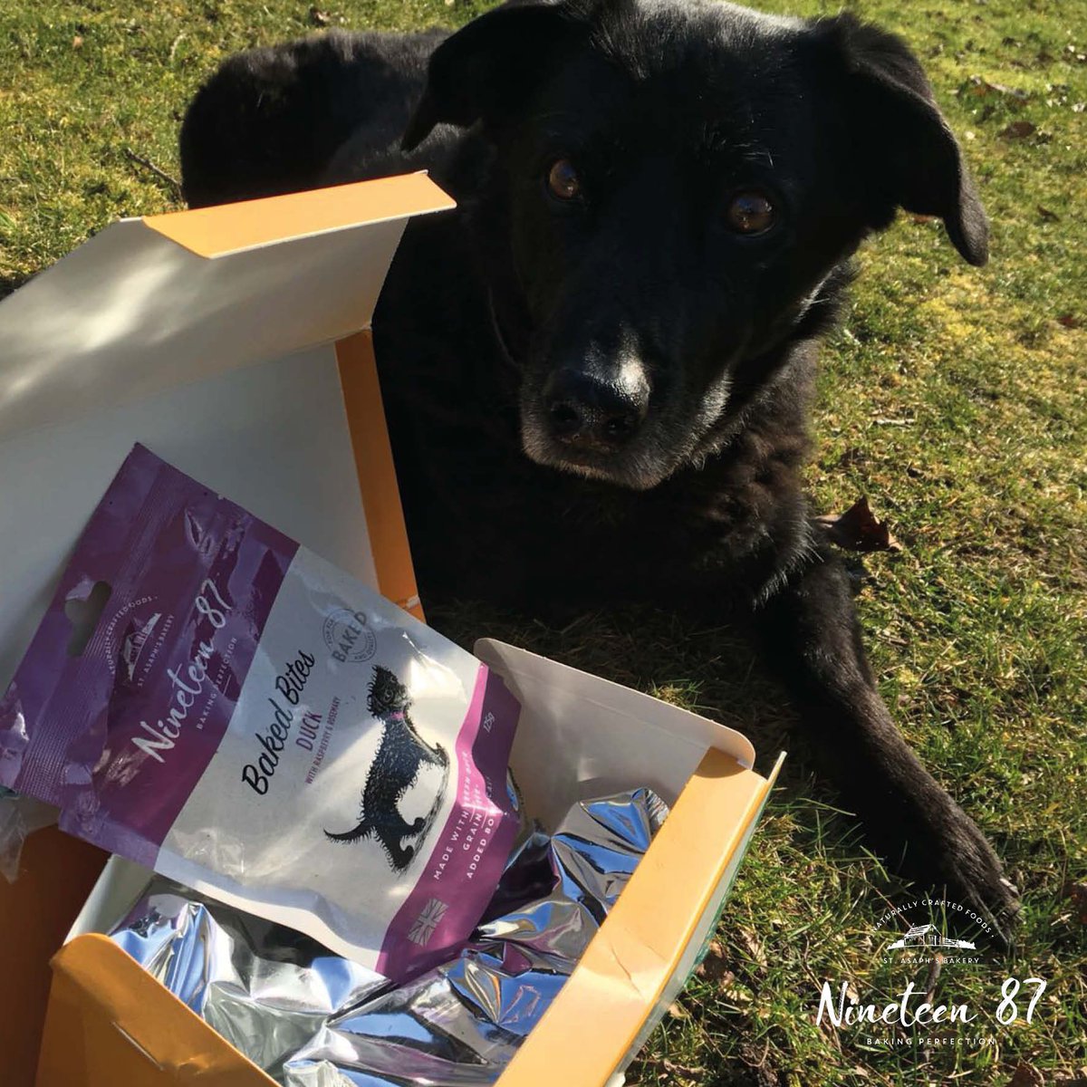 nineteen87pets's tweet photo. RETWEET for your chance to win a taster pack! Hopefully it will soon be sunny enough for your dog to enjoy their taster pack outside! ๐ #sunny #summer #tasterpack #retweet https://t.co/oUc3cnJytZ
