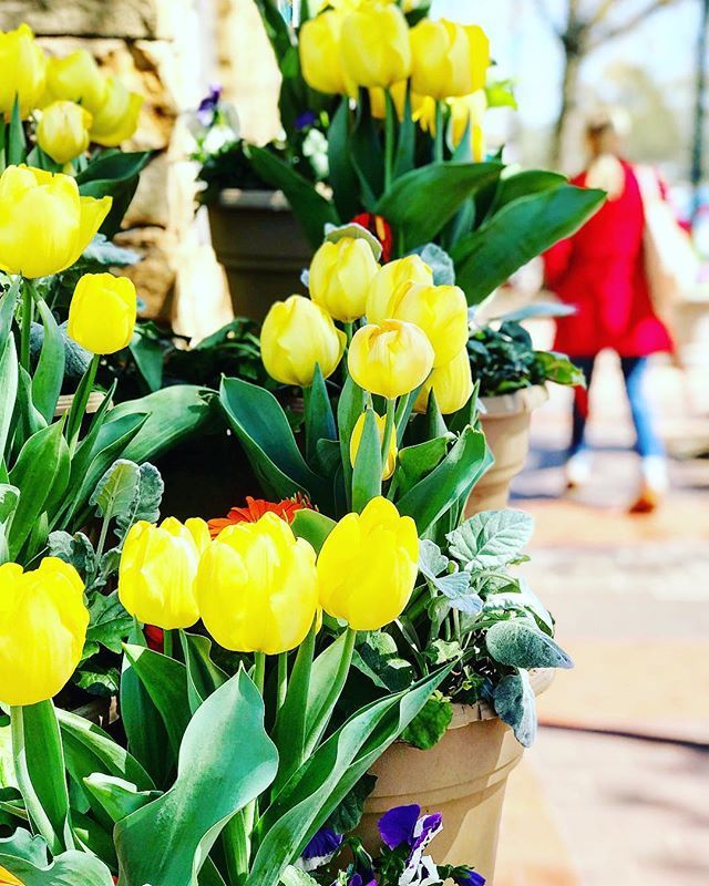 raleighwhatsup's tweet photo. Always be blooming.
@shopcameronvillage #cameronvillage #cvtrendreport #wednesdaywisdom #shoplocal #raleighnc https://t.co/7gMvM7avPG https://t.co/oHusowgNgO
