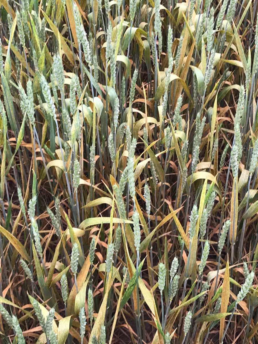 Rust still active in Castroville wheat nursery.
