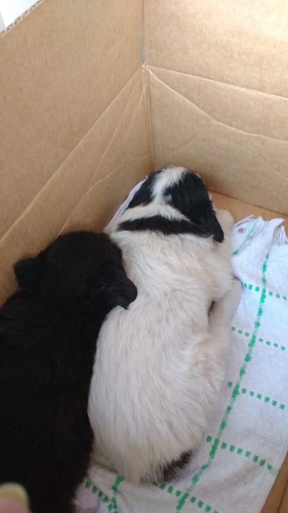 callejeritosDLV's tweet photo. Hoy en la mañana abandonaron en una caja  tres perritas...un locatario se llevo una.... quedan estás dos  bellezas...se desparasitaron, no tenemos donde dejarlas, urgente hogar temporal o definitivo tienen como 45 días #fundacioncallejeritosdelavega https://t.co/3Sy1yCP5ja