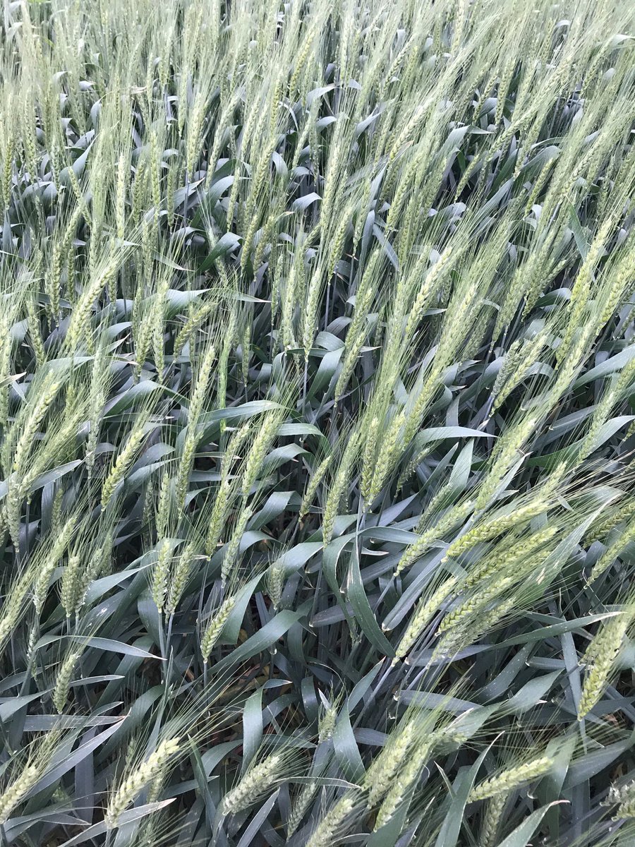 Greer stripe rust resistance still holding up nicely at Castroville nursery.