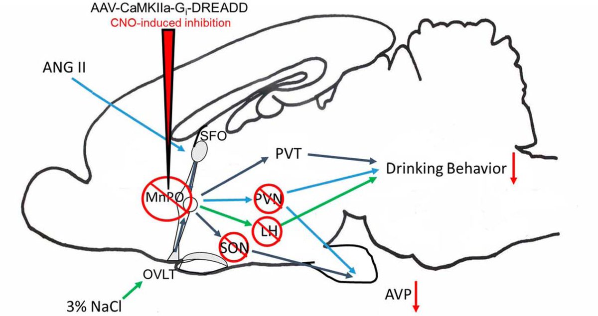 Rcarney_eNFE's tweet photo. In @SfNJournals #eNeuro, "Selectively Inhibiting the #Median #Preoptic #Nucleus Attenuates #Angiotensin II and #Hyperosmotic-Induced #Drinking #Behavior and #Vasopressin Release in #Adult Male #Rats." https://t.co/EH4DEa7M12 #ADH #Fos #osmoreceptor #thirst https://t.co/nqhDpGAFcY