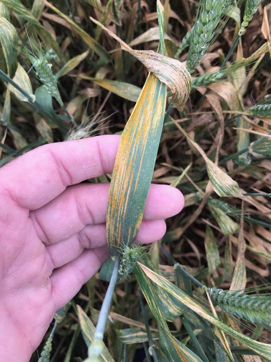 Here is some active stripe rust still going on WB 4303 at Castroville.