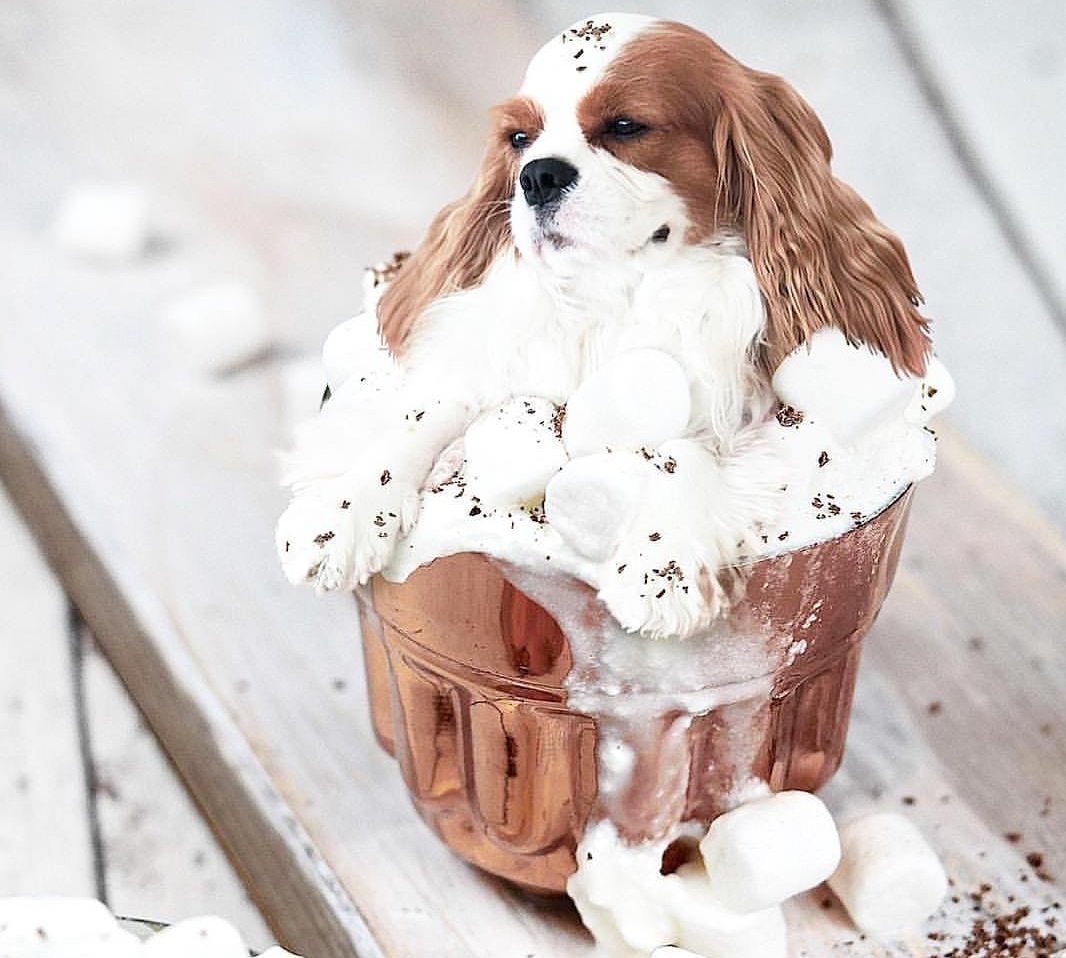 Cavaccinno? 😍 Looks scrumptious! #dogsoftwitter #dogs #doglovers #cavalierkingcharlesspaniel #cavpack #theteacake