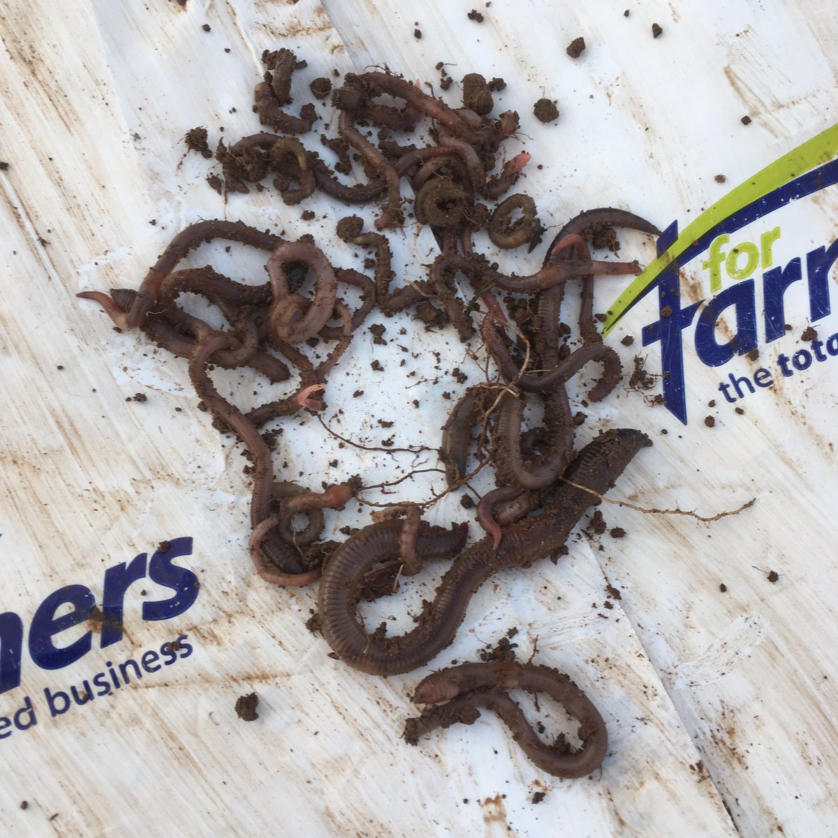 totallyewesome's tweet photo. #worldwormweek was last week but better late than never - three fields averaging 30, 17 and 37 worms per 20cm3 pit. Highest pit count 47, lowest 15.  8 years ago I counted worms and average was around 6.  Pleased as all I had to do was paddock graze and not spend money on fert. https://t.co/95HqjA9Pjf
