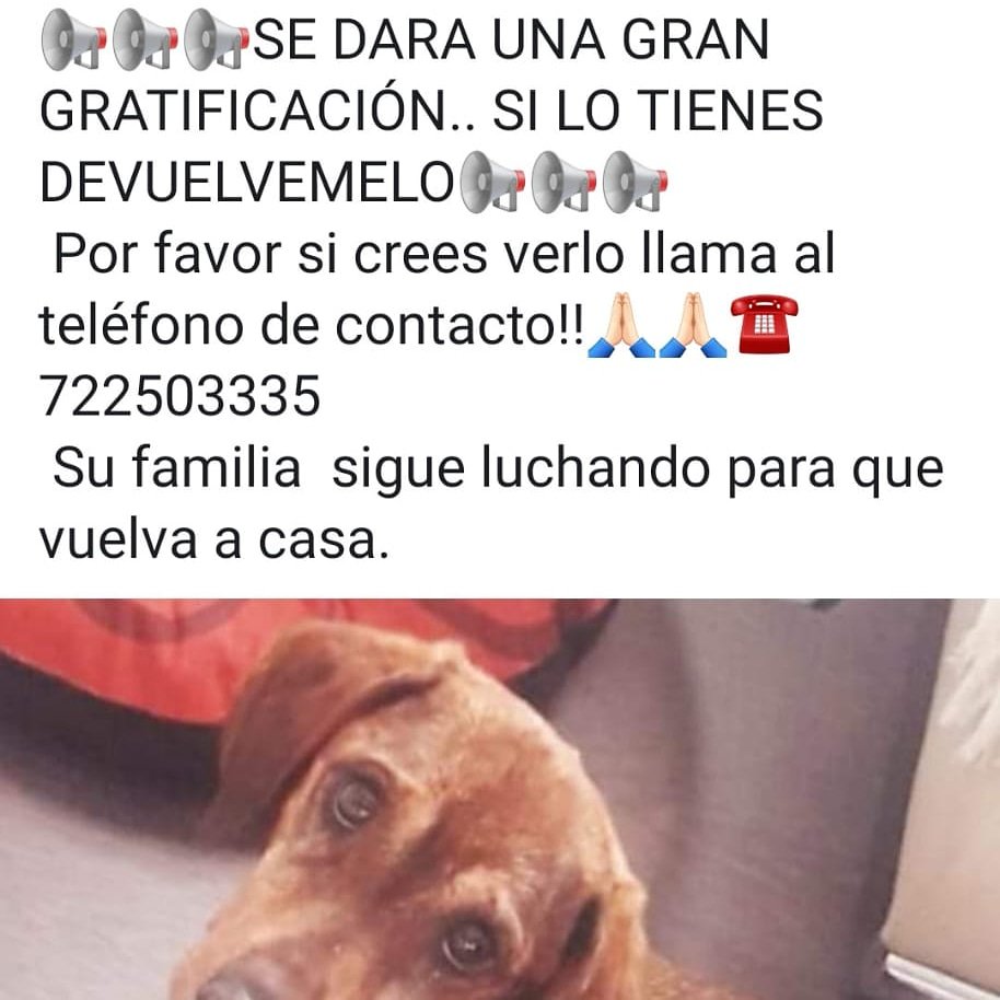 "Duque"... Perro salchicha de pelo corto castaño rojizo <a href="/AD_CanalSur/">AndalucíaDirecto</a> <a href="/CanalUGR/">Universidad Granada</a> <a href="/canalsur/">CanalSur</a> <a href="/canalsurgranada/">CanalSur Granada</a> <a href="/ideal_granada/">ideal_granada</a> <a href="/granadahoy/">Granada Hoy</a>