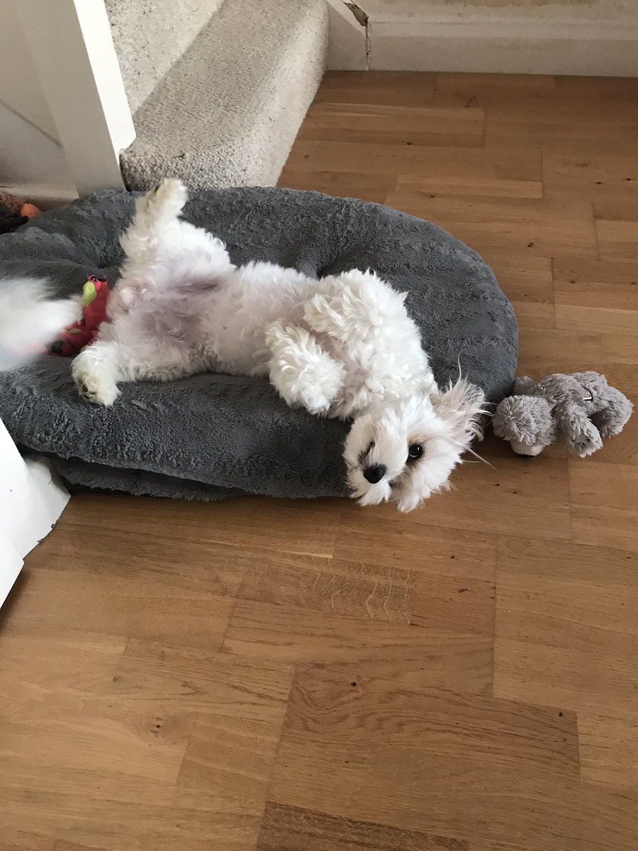 SuzzledMind's tweet image. Wow Yes Please that would be a life saver!! They might look sweet but they have 20 dirty paws between them! 😁🤞❤️ #FlexClean #Competition #RugDoctorUK #CarpetCleaning