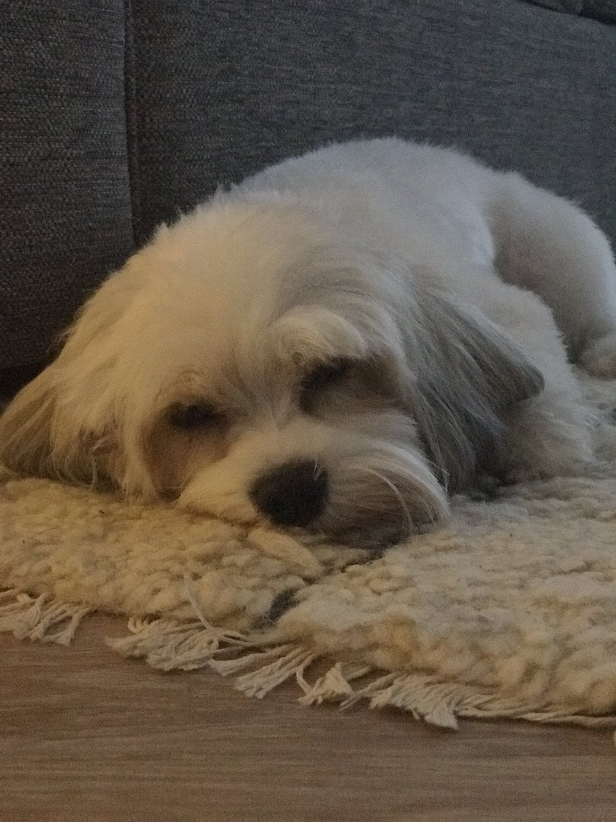 SuzzledMind's tweet image. Wow Yes Please that would be a life saver!! They might look sweet but they have 20 dirty paws between them! 😁🤞❤️ #FlexClean #Competition #RugDoctorUK #CarpetCleaning