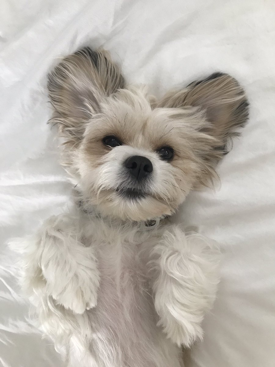 SuzzledMind's tweet image. Wow Yes Please that would be a life saver!! They might look sweet but they have 20 dirty paws between them! 😁🤞❤️ #FlexClean #Competition #RugDoctorUK #CarpetCleaning