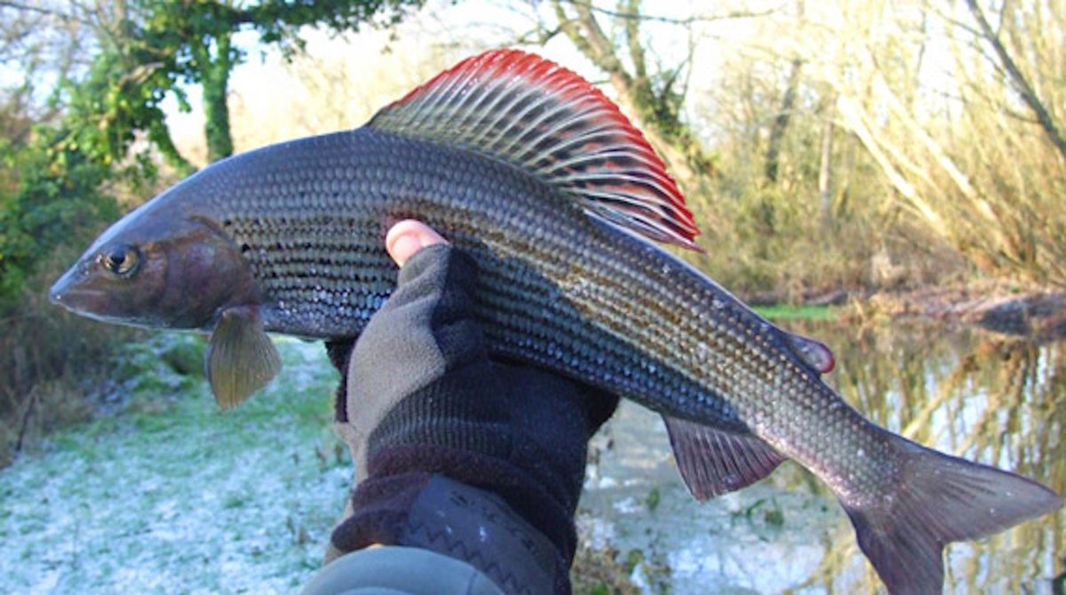 ChrisAmbroseBks's tweet image. @PromoteBookFree 
Eat more #fish. It's loaded with essential #Omega-3 fatty acids which are for good #brain function. More helpful advice and life adventures that start at age 70 can be found here:

amazon.com/70-new-50-Crea…