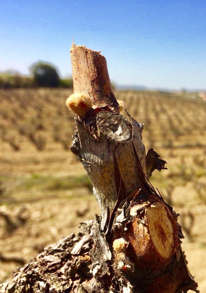 MendiOsabaWines's tweet photo. BUD BREAK:  that very special time of year when grape vines finally come out of hibernation and get the party started!
BROTACIÓN:  ¡esa época tan especial del año cuando las yemas finalmente salen de la hibernación y comienzan la fiesta!
#bud #abra #vineyard #vine #spring #rioja https://t.co/1lvybn2cdM