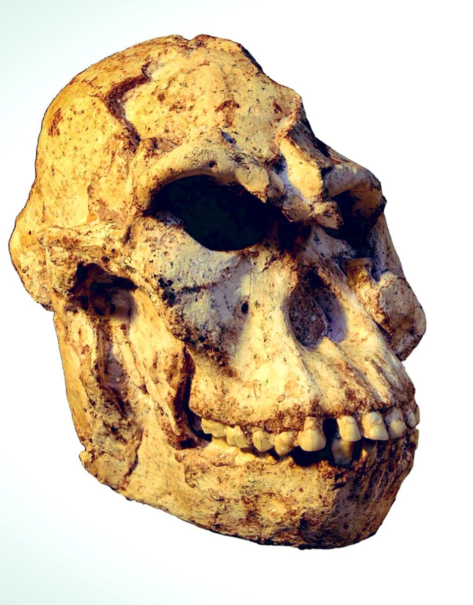 IFAS_Research's tweet photo. #LittleFoot is not only the oldest Australopithecus fossil found in Southern Africa, but she is also the most complete Australopithecus skeleton ever found on the surface of the globe. She’s virtually whole & 3,67 million years old! #humanorigins #palaeoanthropology #FranceinSA https://t.co/JTwa0ZJMUg