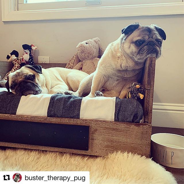 Cloudy with a chance of boring.....😒 #readyforsummer
.
.
#Repost @buster_therapy_pug
・・・
Rainy day blues 🌧
#pug #pugs #pugstagram #pugsofinstagram #puglove #puglife #pugsnotdrugs #sactowndogs #therapydog #therapypug #pugtherapy ift.tt/2uObIDz