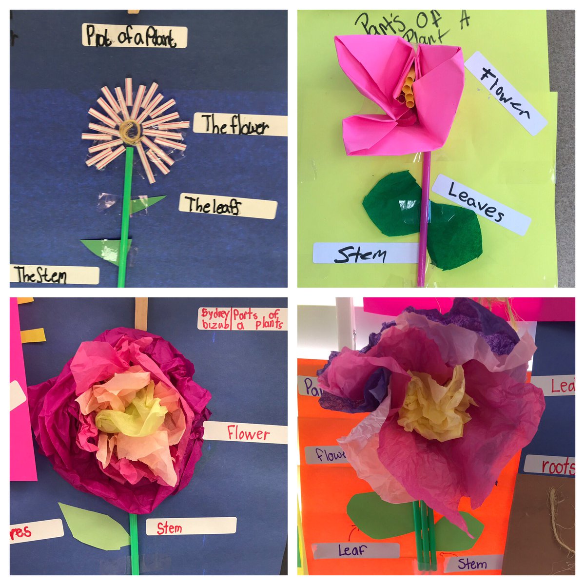 TammyHeuts's tweet photo. Plant models to review the functions of parts of a plant.
#sci3L21
#ALLinEWA
#scienceinbloom https://t.co/q8hQ5Q8zDk