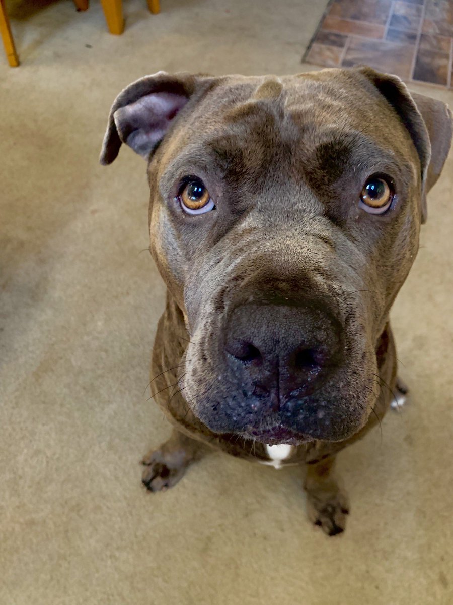 PetstogoC's tweet photo. Good morning everyone! Pupper is waiting to go outside
🔰 NOTE: Use #petstogoco or @PetstogoC to be featured! ®😉
#pitbull #pitbullpuppy #pit #pitty #bluenose #pitmastiff #mastiff #puppy #dog #petstogoco #pawcleaner #furglove #leash #chestharness #puppy #seatbeltleash #shop https://t.co/Adrtw5XmKj