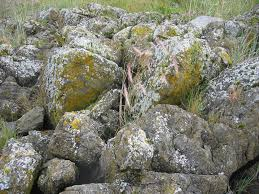 IsaacHam8's tweet photo. Lichen is a moss-like plants that are usually #pioneerspecies, and this picture shows lichen breaking down rocks into soil so that other plants can grow on it #ecologicalsuccession https://t.co/LevMIx9AQM