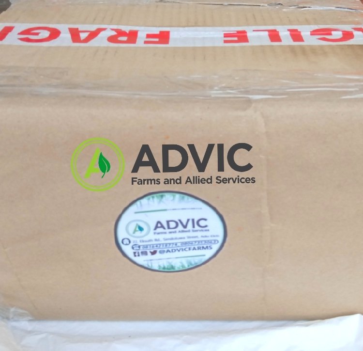 advicfarms's tweet photo. Advic farms to the world, our dried and crunchy babies landed in Lusaka,Zambia safely.
Think snails,think advic
Kindly RT our customers might be on your TL
#Advicfarms #Nigeria #nigeriafood #processedsnails #food https://t.co/OssdThZSi3