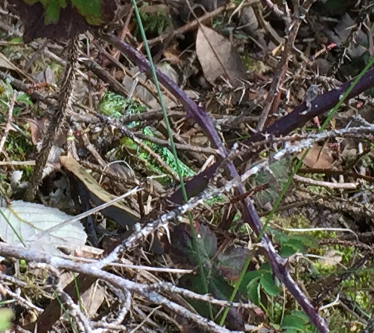 JonHaleBio's tweet image. Psammosere fun in St Ouen’s Bay today #systematicsampling #greenlizard #succession @OCR_Science #PAG3