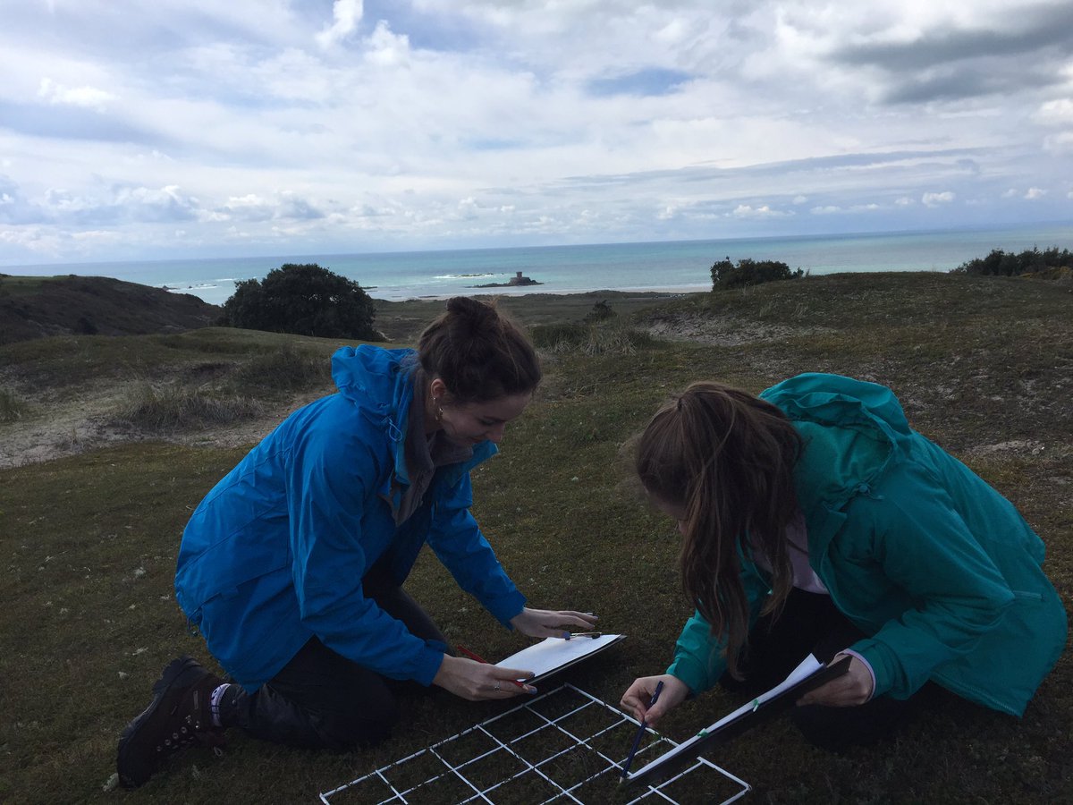 JonHaleBio's tweet image. Psammosere fun in St Ouen’s Bay today #systematicsampling #greenlizard #succession @OCR_Science #PAG3