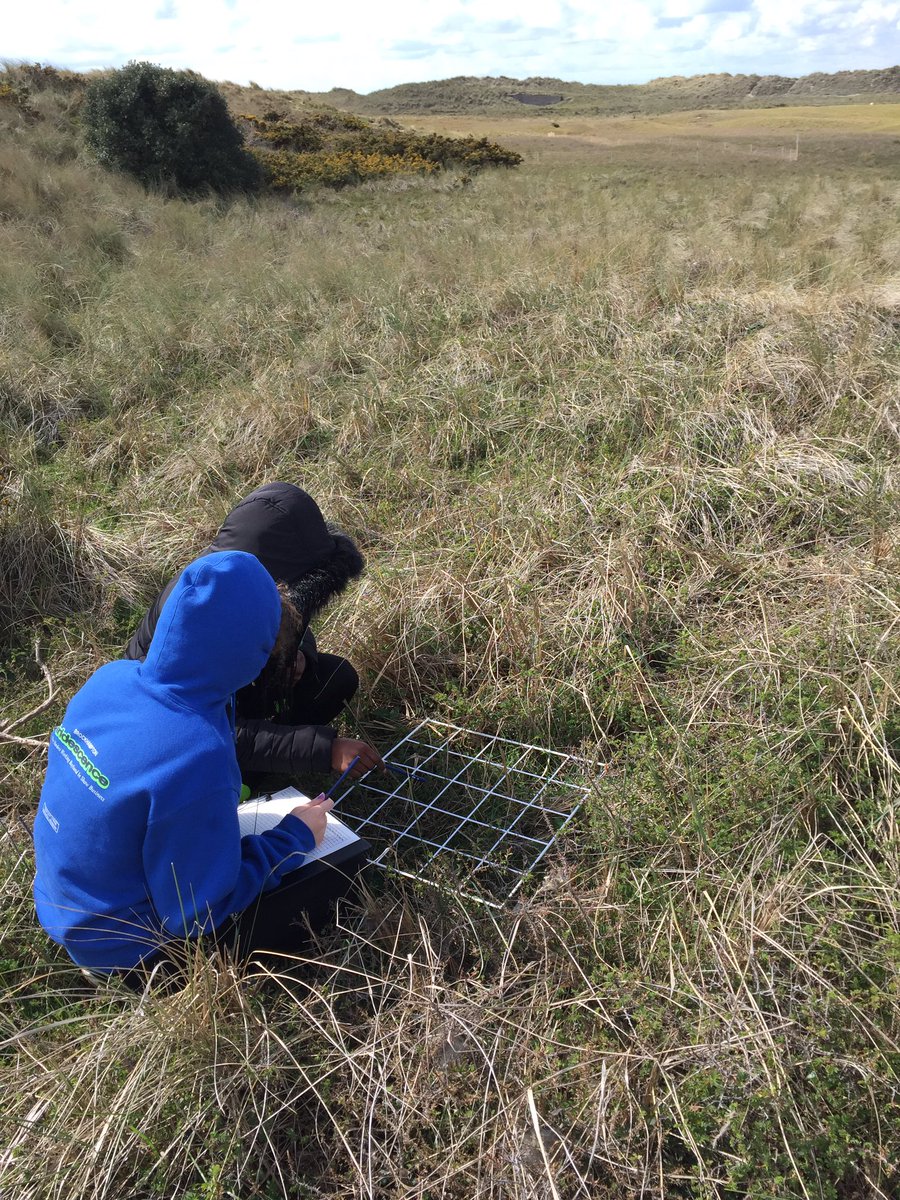 JonHaleBio's tweet image. Psammosere fun in St Ouen’s Bay today #systematicsampling #greenlizard #succession @OCR_Science #PAG3