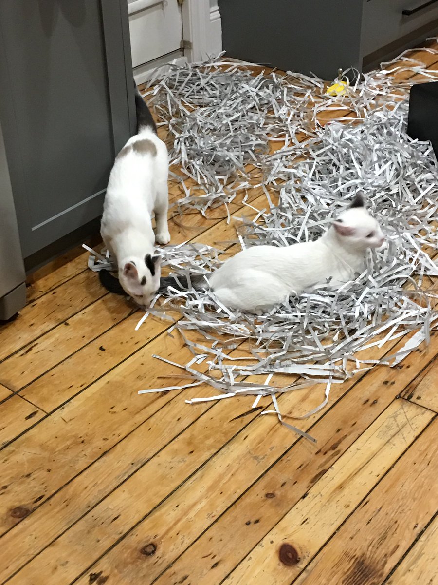 amercer12's tweet image. This is what my bosses cats decide to do with all the documents I shred while I leave them for 5 mins 😩🤣 #Oops #WorkFails #HomeOfficeGotFurFriends #Cats #Paperwork #EpicFailAlicia
