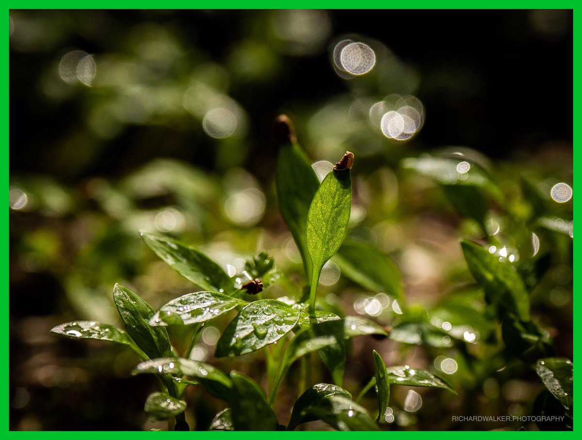 MagnificentMic5's tweet photo. Our Microgreen Coriander π±. They may be tiny but they pack a punch way above their weight with up to 40% more nutrients than their mature counterparts! #microgreens #coriander #nutrients #healthy #grownlocal #oxfordshirefood #packingapunch #magnificentmicrogreens #aprilshowers https://t.co/ci327MmCkv