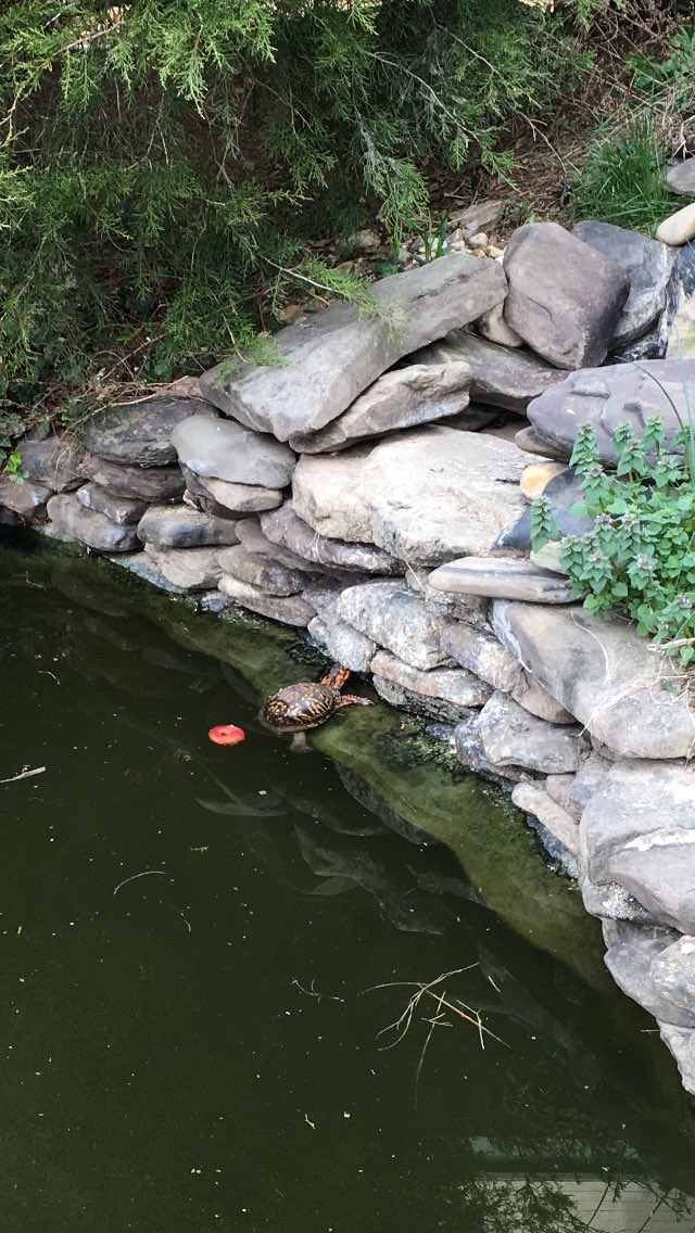 TurtleYard tweet picture