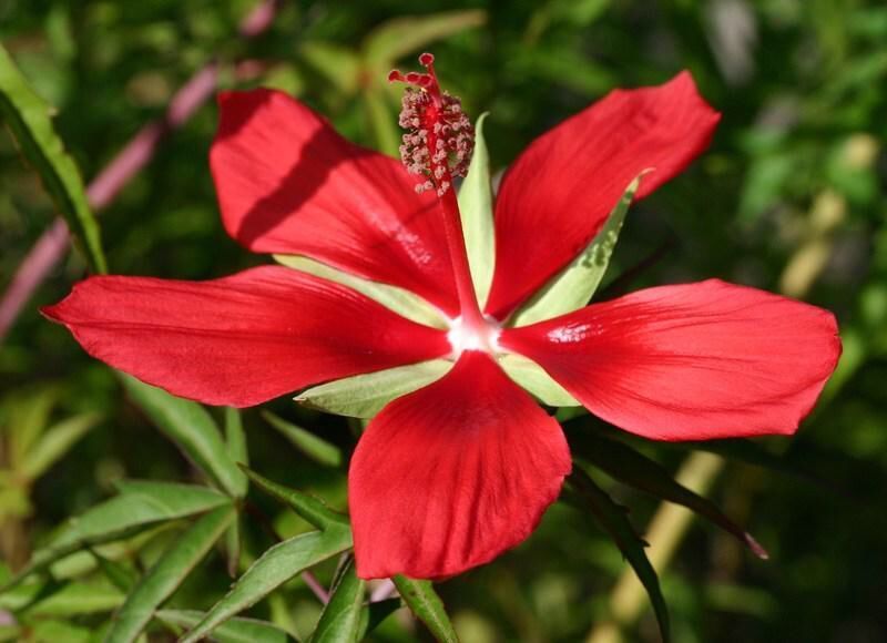 BeachandBody's tweet photo. We are loving La Romanesque by Antigel. This vibrant floral beach dress in flame red with clusters of romantic multi coloured posies is a must-have for this summer season #summer #musthave #holidays #cocktails #beach 
https://t.co/FAkxzMAvuk https://t.co/2IZHfvlCpg