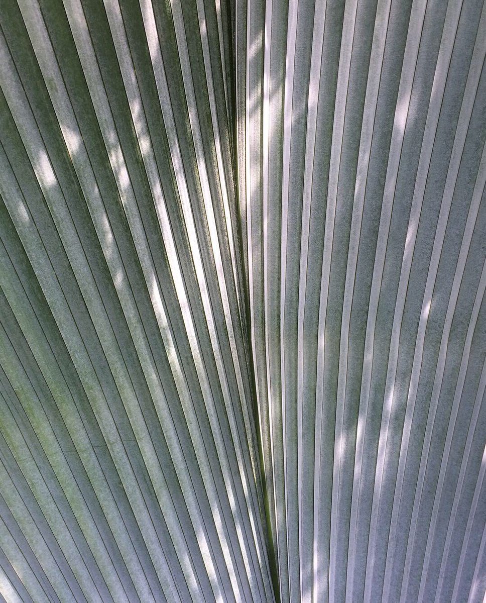 SDequiret's tweet photo. Johannesteijsmannia altifrons, 💎shaped leaves up to 3m long, 1.8m wide. Undergrowth #palm in tropical rainforest of Sumatra, peninsular Malaysia, southern Thailand and western Borneo. 4species in the genus and 3rd largest undivided leaves in #arecaceae @kewgardens #palmhouse https://t.co/VSTxDeGCUY