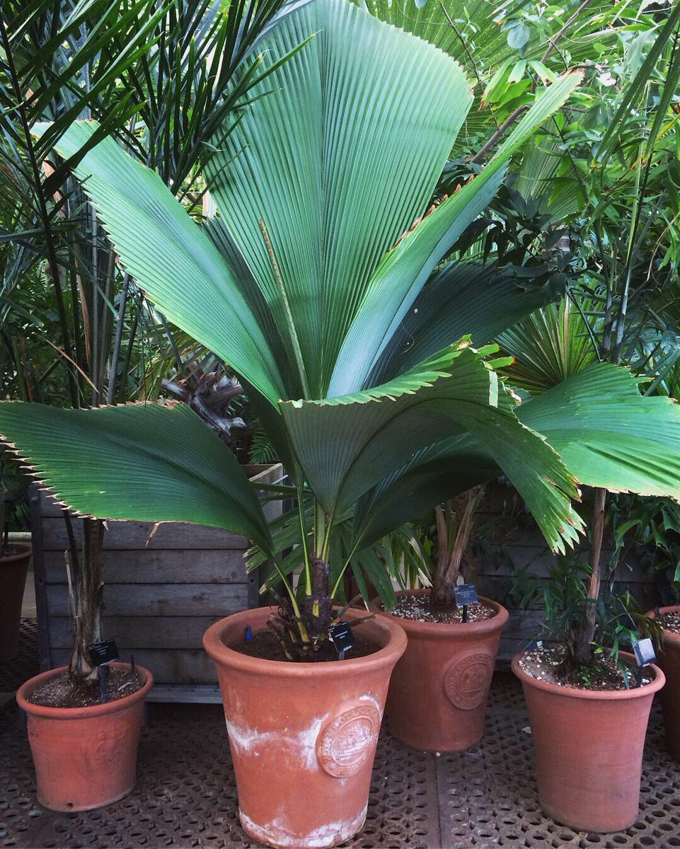 SDequiret's tweet photo. Johannesteijsmannia altifrons, 💎shaped leaves up to 3m long, 1.8m wide. Undergrowth #palm in tropical rainforest of Sumatra, peninsular Malaysia, southern Thailand and western Borneo. 4species in the genus and 3rd largest undivided leaves in #arecaceae @kewgardens #palmhouse https://t.co/VSTxDeGCUY