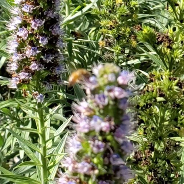 bloominganomaly's tweet photo. Sometimes we need to slow down to appreciate the sweeter things in life like this bee I caught in slow motion.

#bee
#nectar
#nectarcollector
#workerbee 
#flyingbee 
#slowmotion 
#nectarflower 
#nectarforthegods 
#hardworkingbee 
#beeexcellent 
#slowmofl… https://t.co/tFXBldl3NG https://t.co/mMtBCss4HX