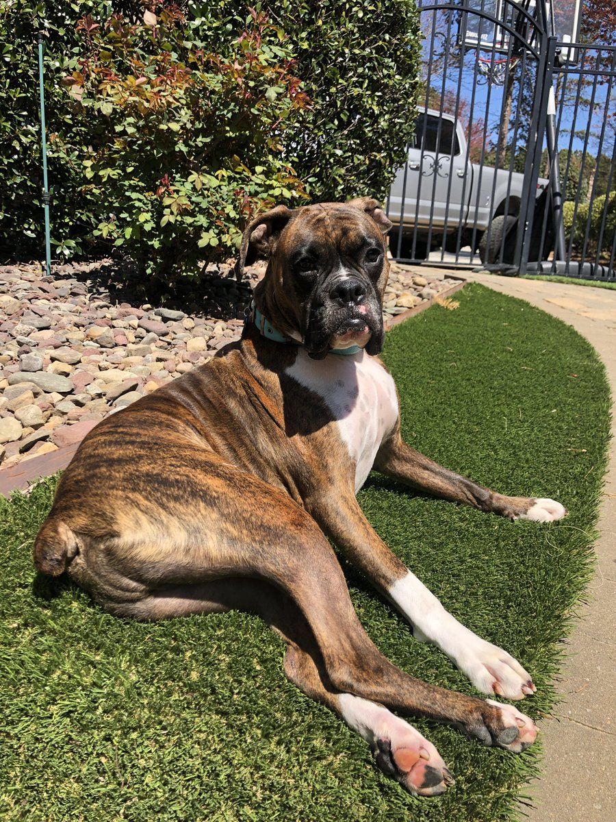 ScoutTheBoxer's tweet photo. Soaking up the ☀️☀️☀️ https://t.co/ehRinPKgxW