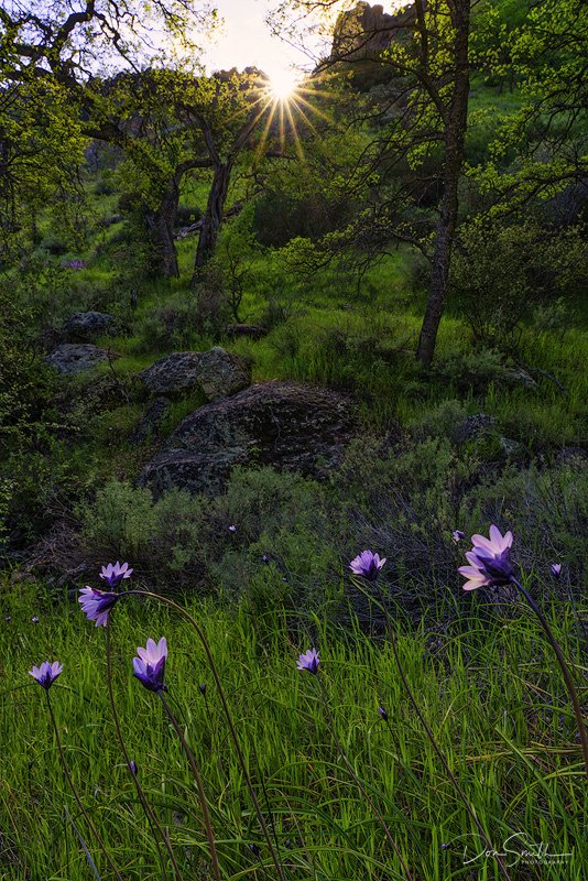 shrkshtr's tweet photo. It's wildflower season at Pinnacles National Park. Found these Blue Dicks along the Condor Gulch Trail yesterday evening.

Sony a7R3, Sony 24-105mm, 1/80th, f/18, ISO 320

#PinnaclesNationalPark #bealpha #sonyartisan #sonyalpha #bluedicks #spring #lushfoliage #oaks #NationalPark https://t.co/wXaQqUiaHu