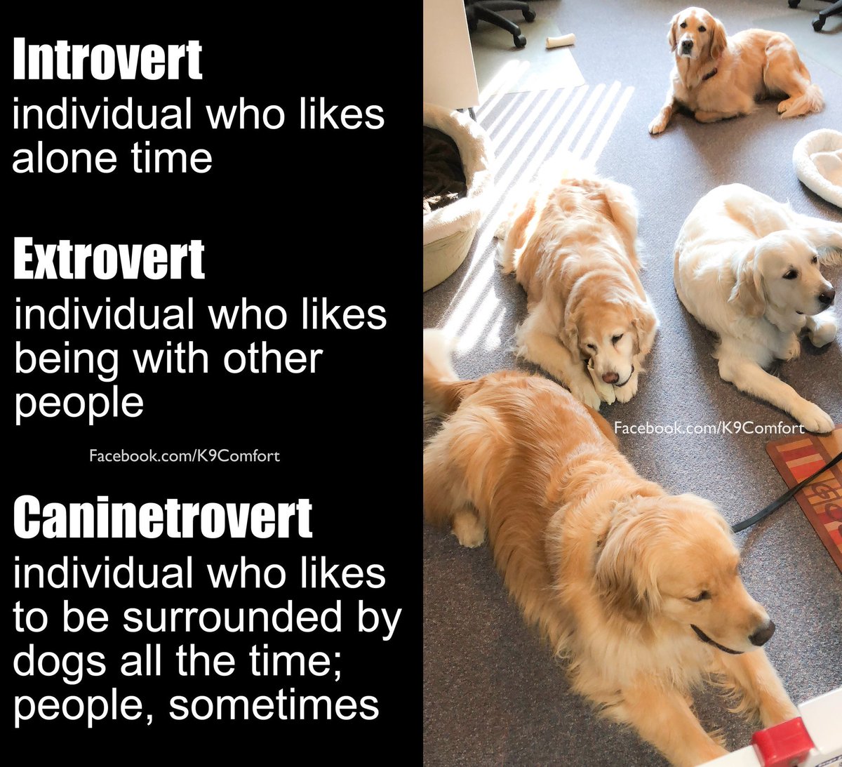 K9ComfortDogs's tweet image. #caninetrovert