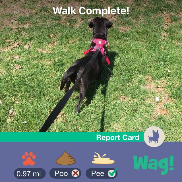 coffeecupwisdom's tweet photo. Just finished a dog walk on Wag! Use my link https://t.co/kuwGhmOKPQ for $50 of FREE Wag credit! https://t.co/tpPuAZHT1o