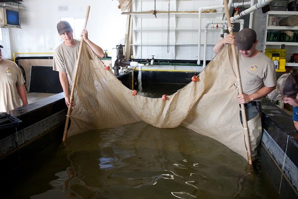 OhioDivWildlife's tweet photo. Want to see our state fish hatchery operations firsthand and view this year’s fish production in progress? Now is your chance! We will be hosting open houses at all six state #fishhatcheries this month: https://t.co/djNQpR60zw #fishohio #fishmanagement https://t.co/svH1lxvYVm