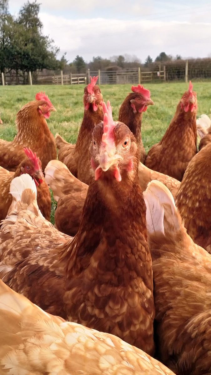 DeanFarmTrust's tweet photo. This is Tufty who we rescued with her 12 friends last year and a picture of Tufty with her friends today. ❤️
Tomorrow 3 amazing volunteers are giving up their time and travelling all the way to Chesterfield to rescue 50 hens from slaughter and bringing them back to the sanctuary. https://t.co/zaaG8K5Qnr