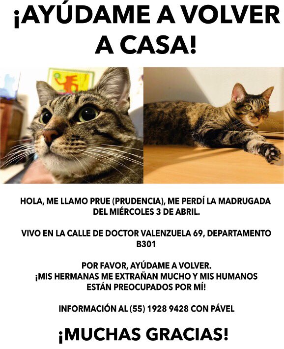 Pavelocirráptor tweet media