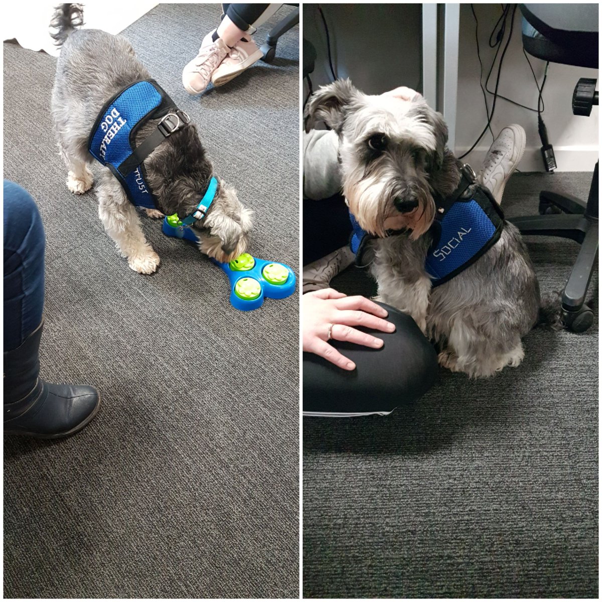 We thoroughly enjoyed our visitors to Cinderford campus today #PetsAsTherapy