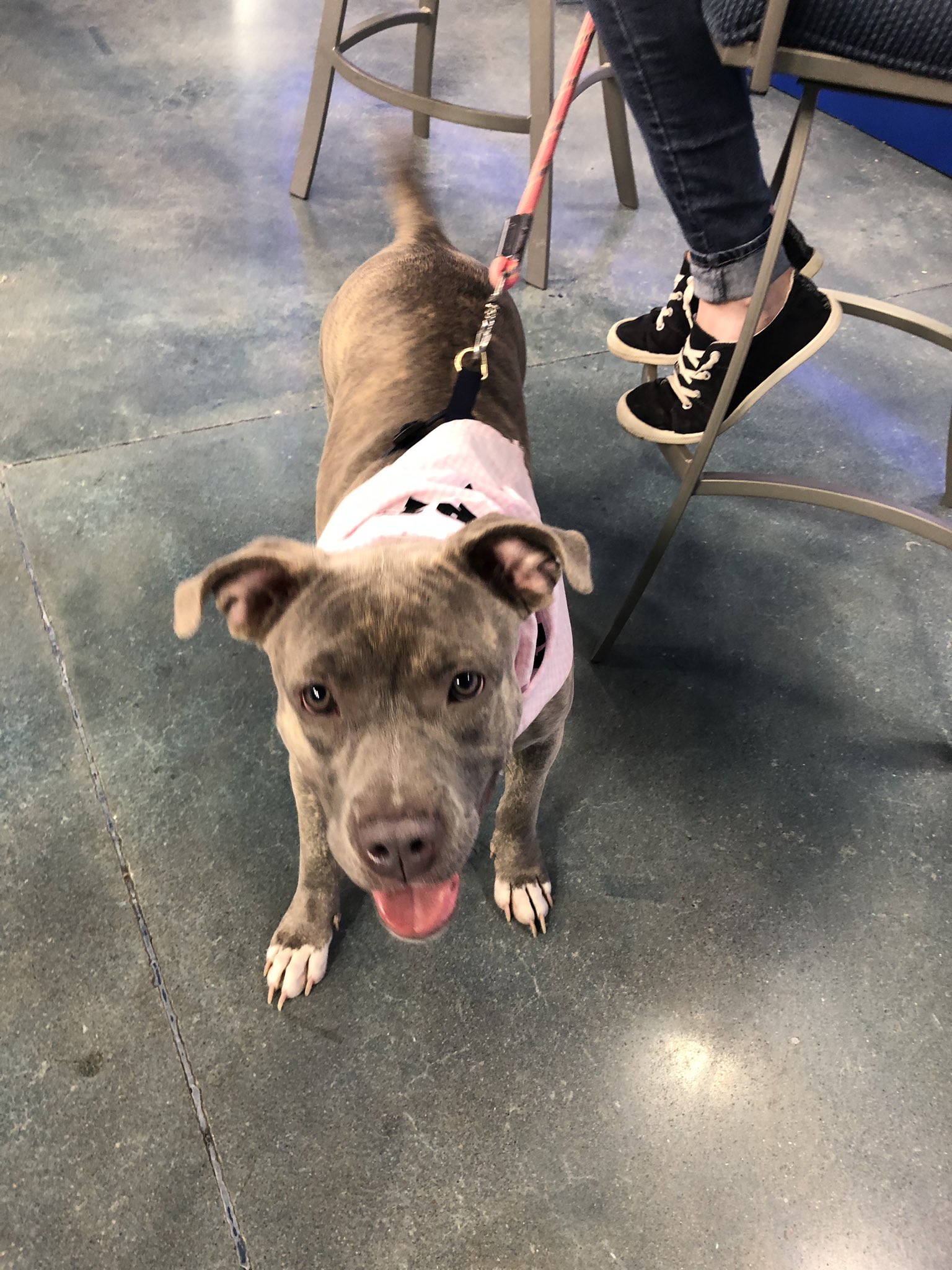 Caring hands hotsell humane society dogs