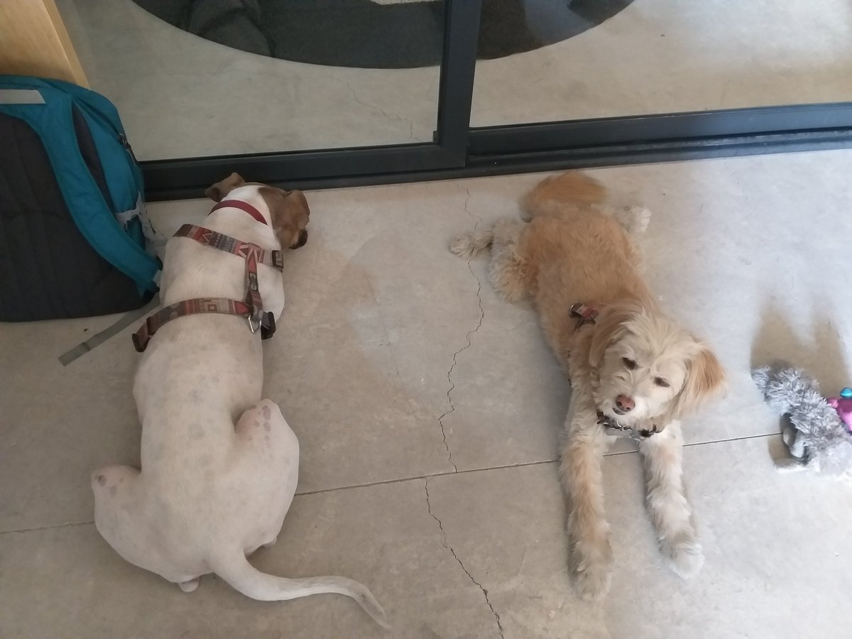 gapalfaro's tweet photo. Se agradece tanto.... #lovepetfriendlyoffice #porquemilenial https://t.co/DvlVuKKdr1